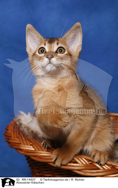 Abessinier Ktzchen / Abessinier Kitten / RR-14607