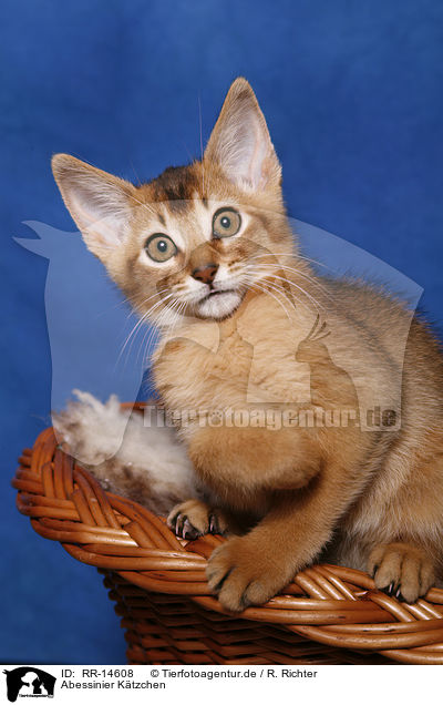 Abessinier Ktzchen / Abessinier Kitten / RR-14608