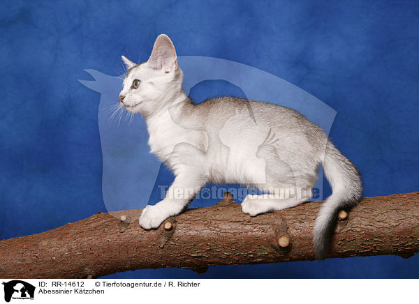 Abessinier Ktzchen / Abessinier Kitten / RR-14612
