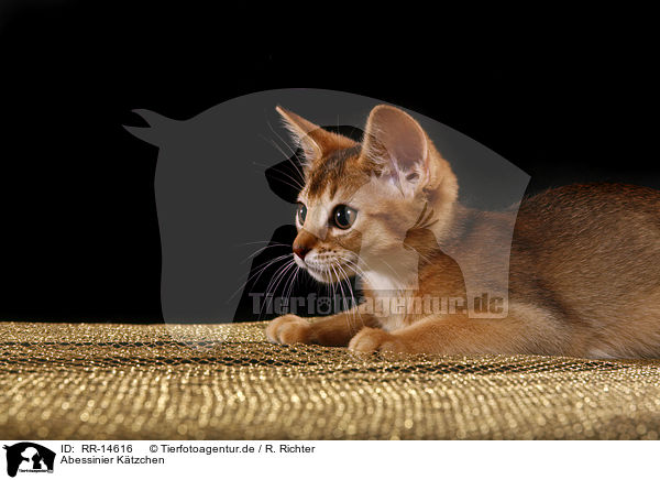 Abessinier Ktzchen / Abessinier Kitten / RR-14616