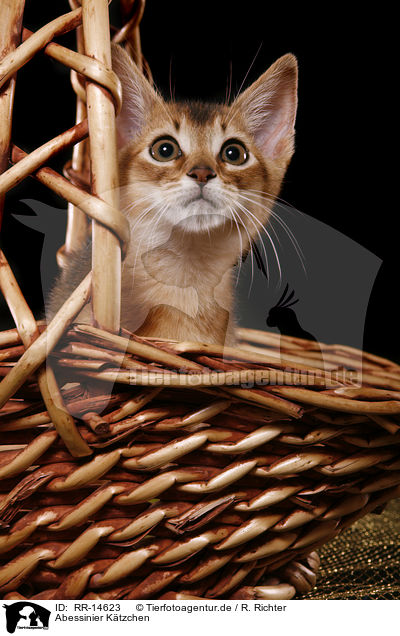 Abessinier K�tzchen / Abessinier Kitten / RR-14623