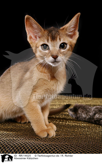 Abessinier K�tzchen / Abessinier Kitten / RR-14625