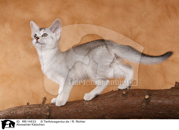 Abessinier K�tzchen / Abessinier Kitten / RR-14633