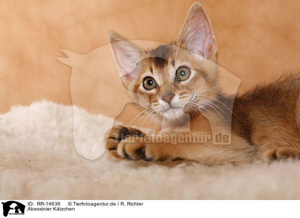 Abessinier Ktzchen / Abessinier Kitten / RR-14636