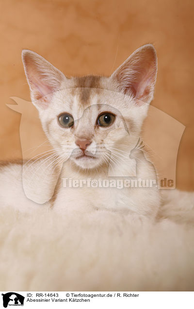 Abessinier Variant K�tzchen / Abessinier Kitten / RR-14643