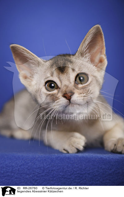 liegendes Abessinier Ktzechen / lying Abyssinian Kitten / RR-26760