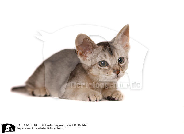 liegendes Abessinier Ktzechen / lying Abyssinian Kitten / RR-26818