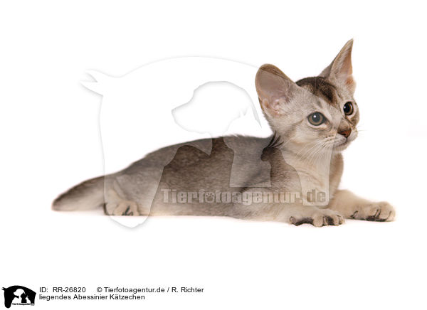 liegendes Abessinier Ktzechen / lying Abyssinian Kitten / RR-26820