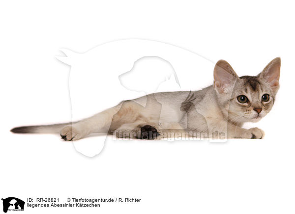 liegendes Abessinier Ktzechen / lying Abyssinian Kitten / RR-26821