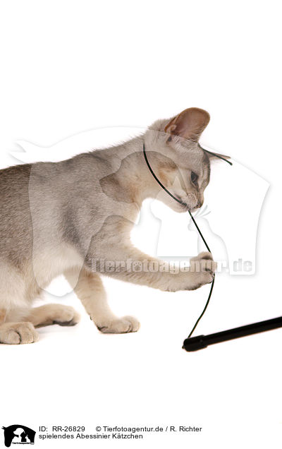 spielendes Abessinier Ktzchen / playing Abyssinian Kitten / RR-26829