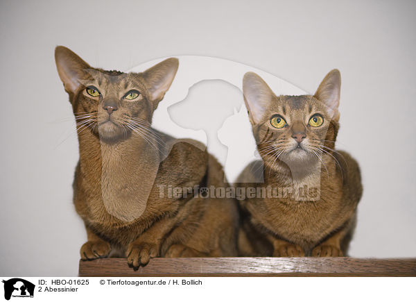 2 Abessinier / 2 Abyssinian / HBO-01625