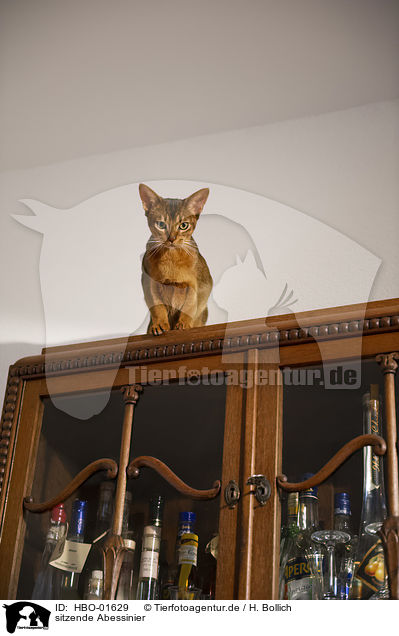 sitzende Abessinier / sitting Abyssinian / HBO-01629