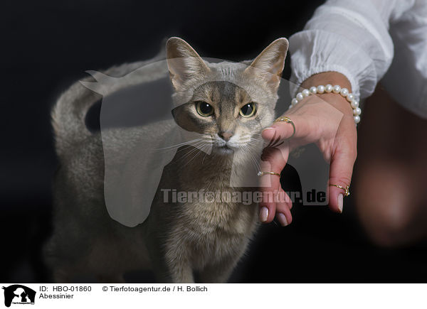 Abessinier / Abyssinian / HBO-01860
