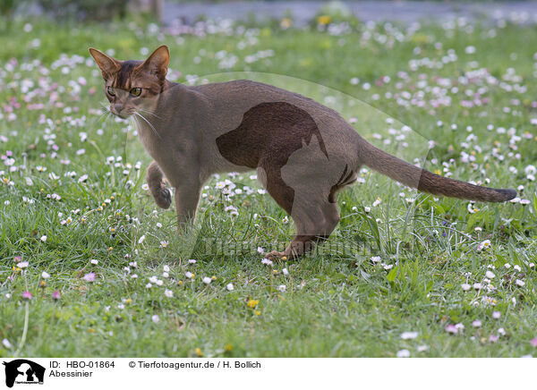 Abessinier / Abyssinian / HBO-01864
