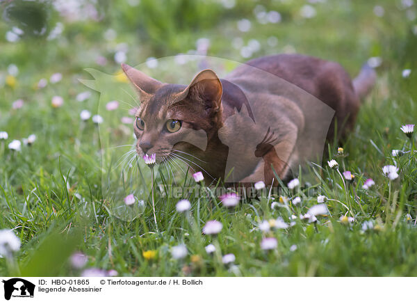 liegende Abessinier / lying Abyssinian / HBO-01865