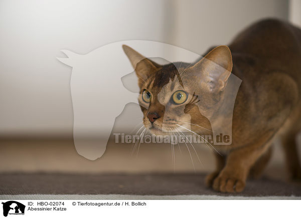 Abessinier Katze / Abyssinian Cat / HBO-02074