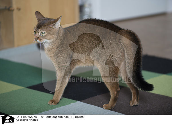 Abessinier Katze / Abyssinian Cat / HBO-02075