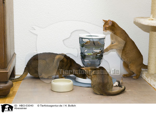 Abessinier / Abyssinian / HBO-03040