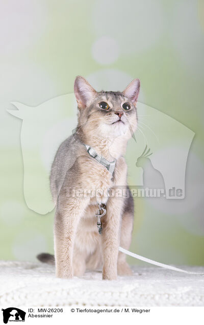 Abessinier / Abyssinian / MW-26206