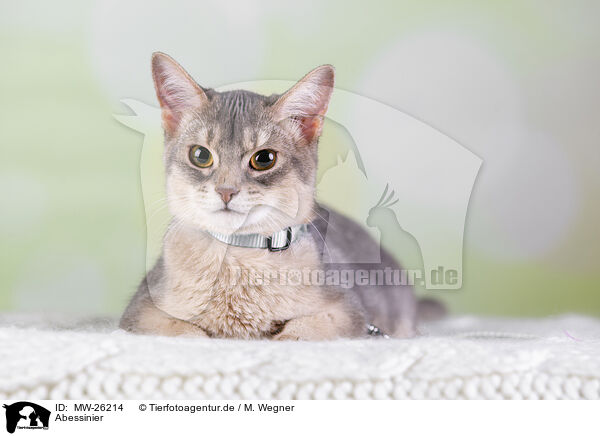 Abessinier / Abyssinian / MW-26214