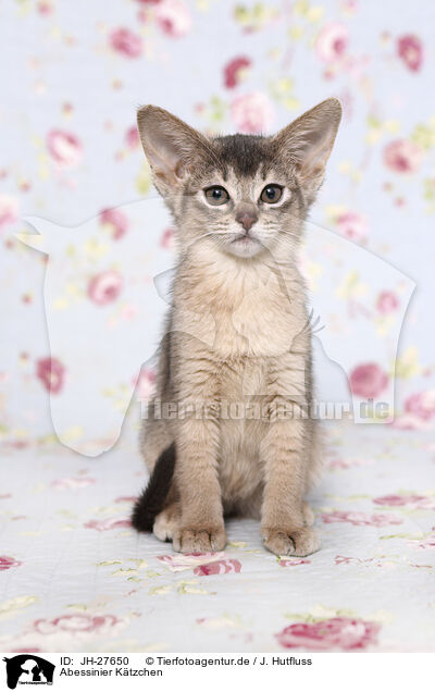 Abessinier Ktzchen / Abyssinian Kitten / JH-27650