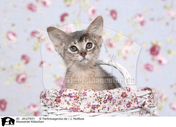 Abessinier Ktzchen / Abyssinian Kitten / JH-27651