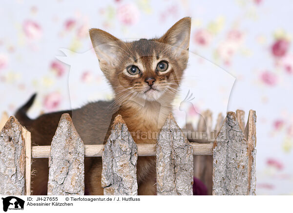 Abessinier Ktzchen / Abyssinian Kitten / JH-27655