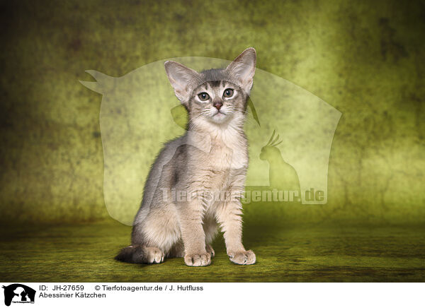 Abessinier Ktzchen / Abyssinian Kitten / JH-27659