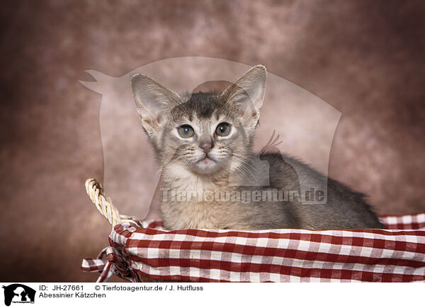 Abessinier Ktzchen / Abyssinian Kitten / JH-27661