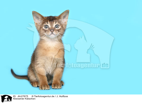 Abessinier Ktzchen / Abyssinian Kitten / JH-27675