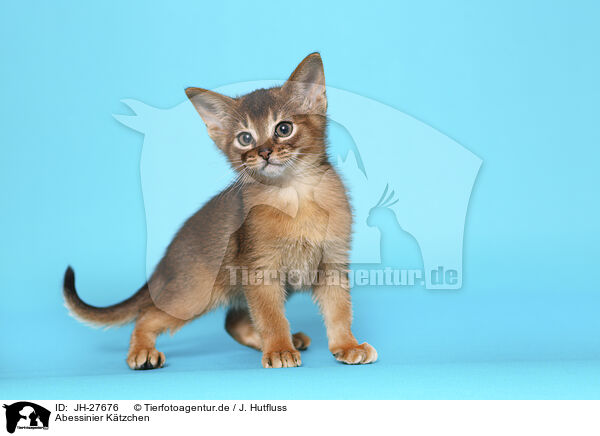 Abessinier Ktzchen / Abyssinian Kitten / JH-27676