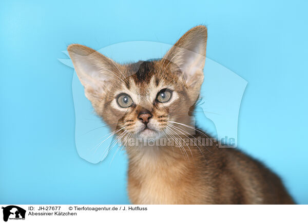 Abessinier Ktzchen / Abyssinian Kitten / JH-27677
