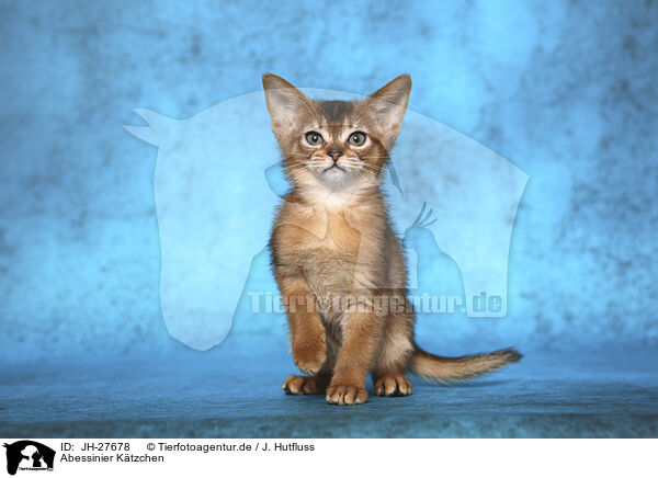 Abessinier Ktzchen / Abyssinian Kitten / JH-27678