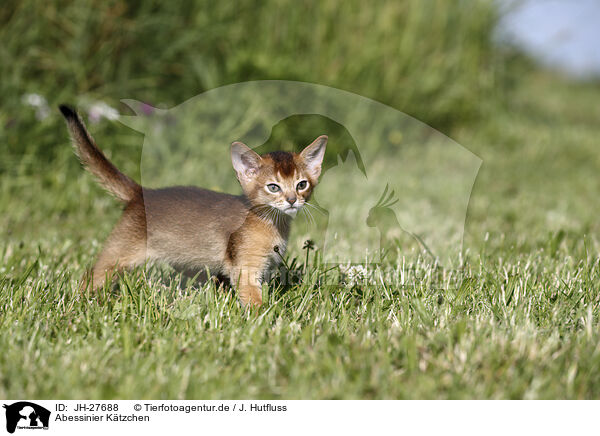 Abessinier Ktzchen / Abyssinian Kitten / JH-27688