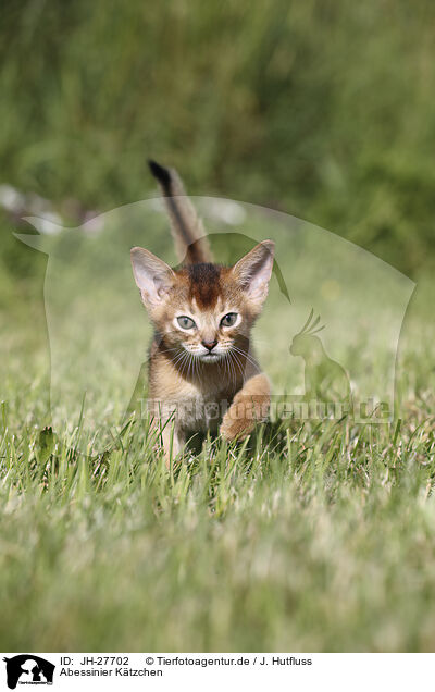Abessinier Ktzchen / Abyssinian Kitten / JH-27702