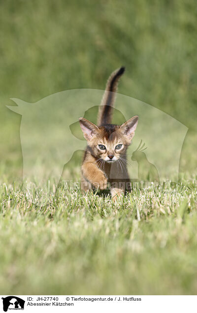 Abessinier Ktzchen / Abyssinian Kitten / JH-27740