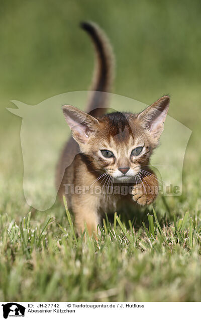 Abessinier Ktzchen / Abyssinian Kitten / JH-27742