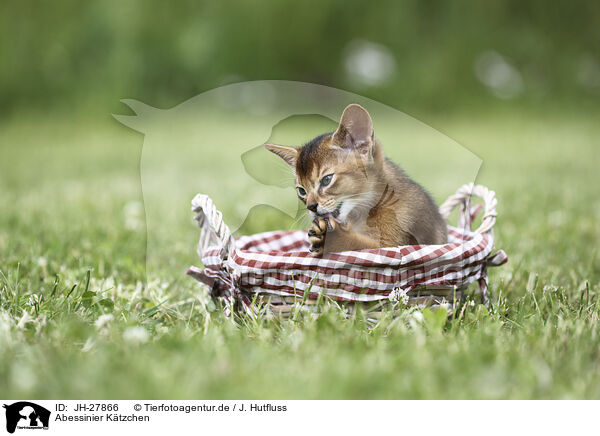 Abessinier Ktzchen / Abyssinian Kitten / JH-27866