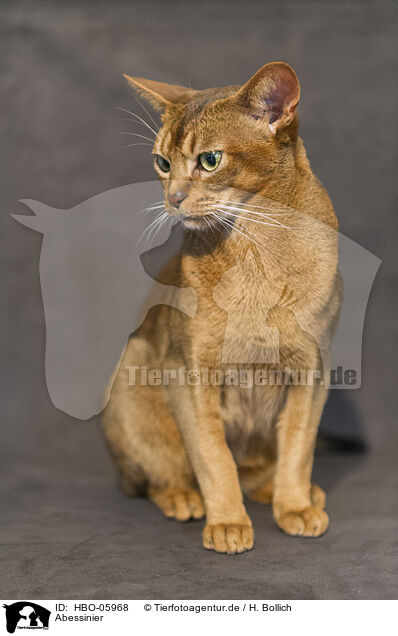 Abessinier / Abyssinian / HBO-05968