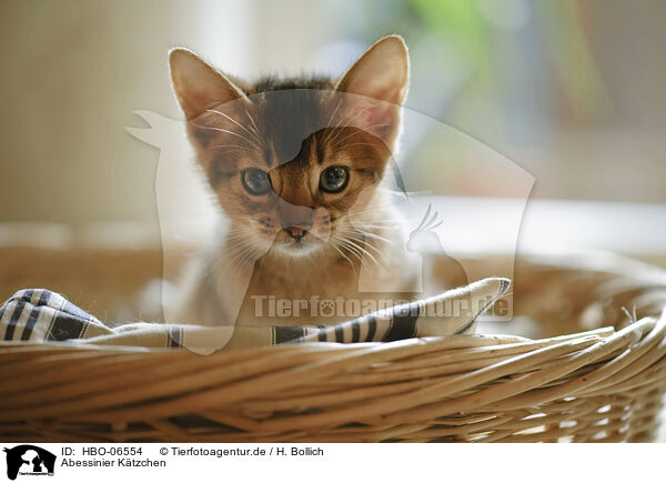 Abessinier Ktzchen / Abyssinian kitten / HBO-06554