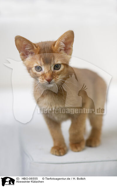 Abessinier Ktzchen / Abyssinian kitten / HBO-06555