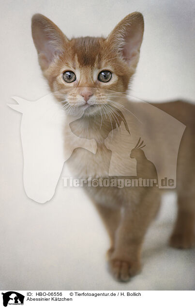 Abessinier Ktzchen / Abyssinian kitten / HBO-06556