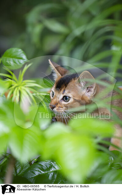 Abessinier Ktzchen / Abyssinian kitten / HBO-06565