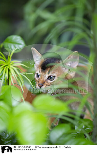 Abessinier Ktzchen / Abyssinian kitten / HBO-06566