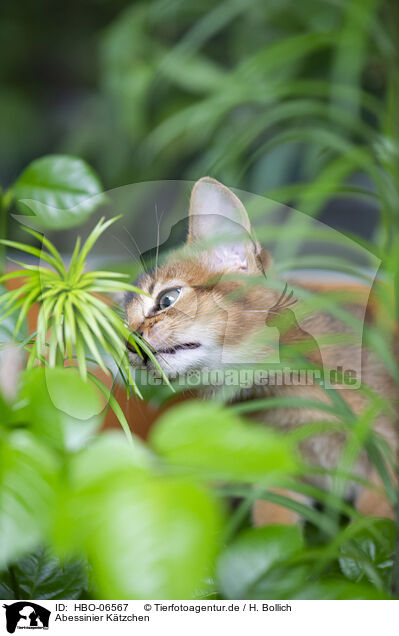 Abessinier Ktzchen / Abyssinian kitten / HBO-06567