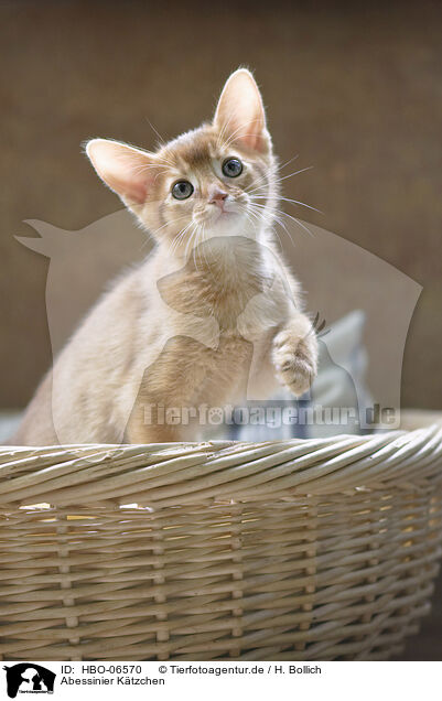 Abessinier Ktzchen / Abyssinian kitten / HBO-06570