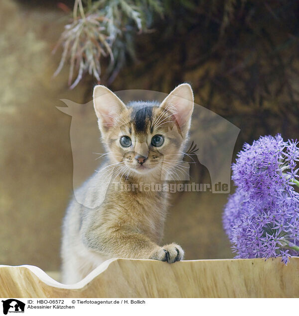 Abessinier Ktzchen / Abyssinian kitten / HBO-06572