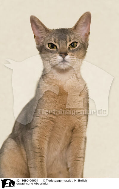 erwachsene Abessinier / adult Abyssinian / HBO-06601