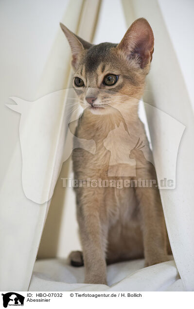 Abessinier / Abyssinian / HBO-07032