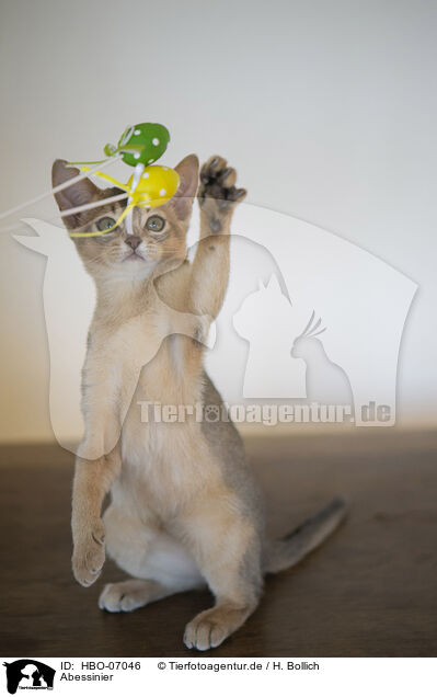 Abessinier / Abyssinian / HBO-07046